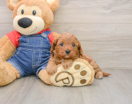 8 week old Cavapoo Puppy For Sale - Pilesgrove Pups