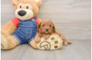 Funny Cavapoo Poodle Mix Pup
