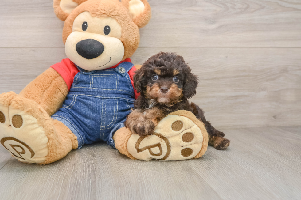 Fluffy Cavapoo Poodle Mix Pup