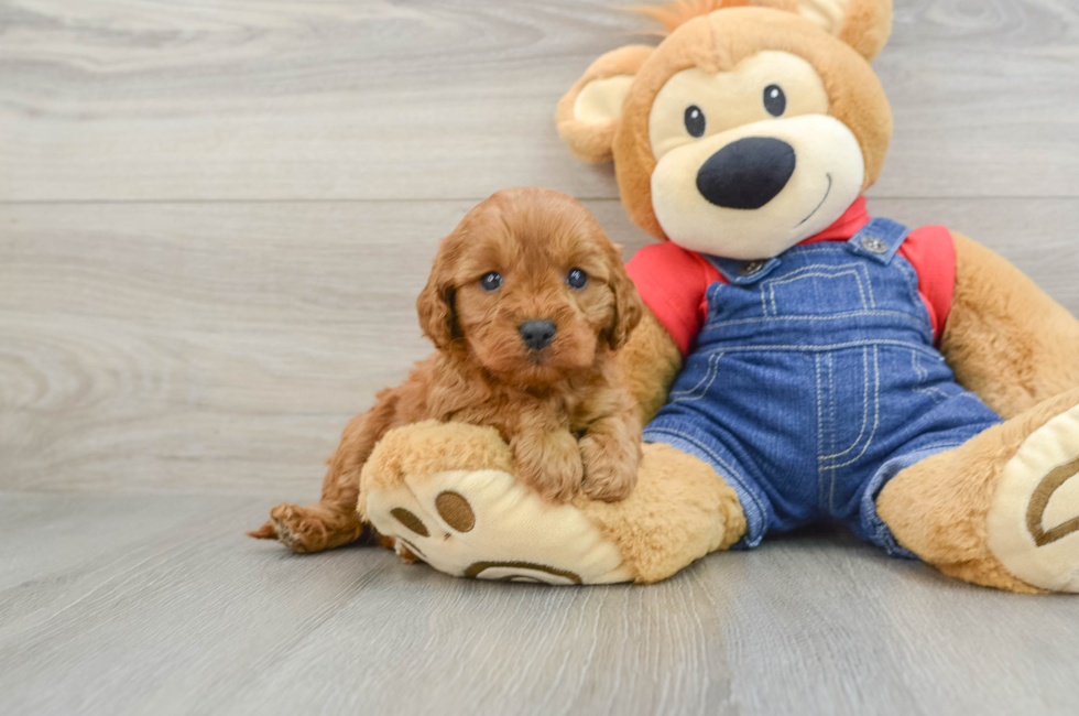 6 week old Cavapoo Puppy For Sale - Pilesgrove Pups