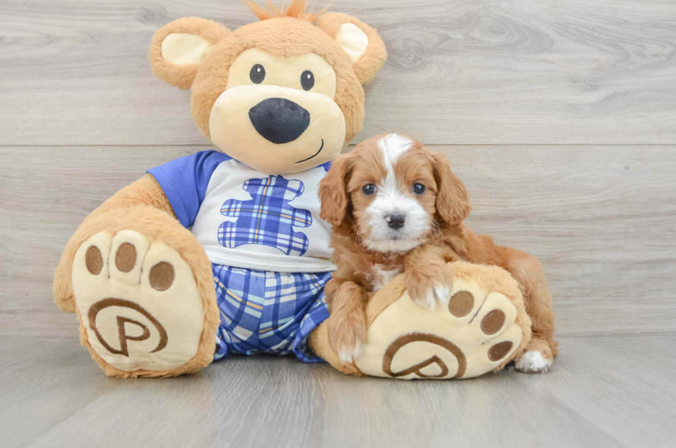 6 week old Cavapoo Puppy For Sale - Pilesgrove Pups