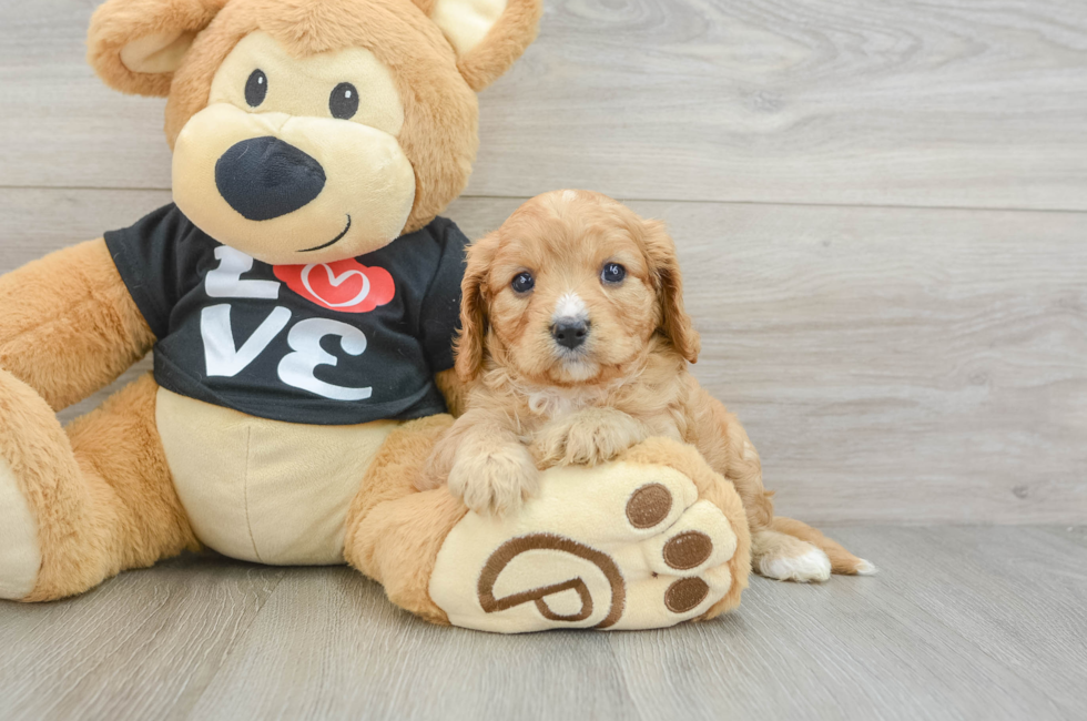 7 week old Cavapoo Puppy For Sale - Pilesgrove Pups