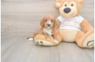 Cute Cavapoo Baby