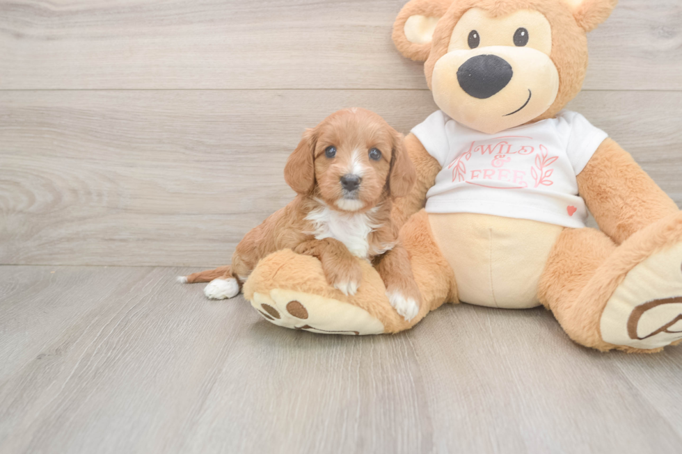 Cute Cavapoo Baby