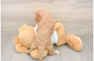 Best Cavapoo Baby