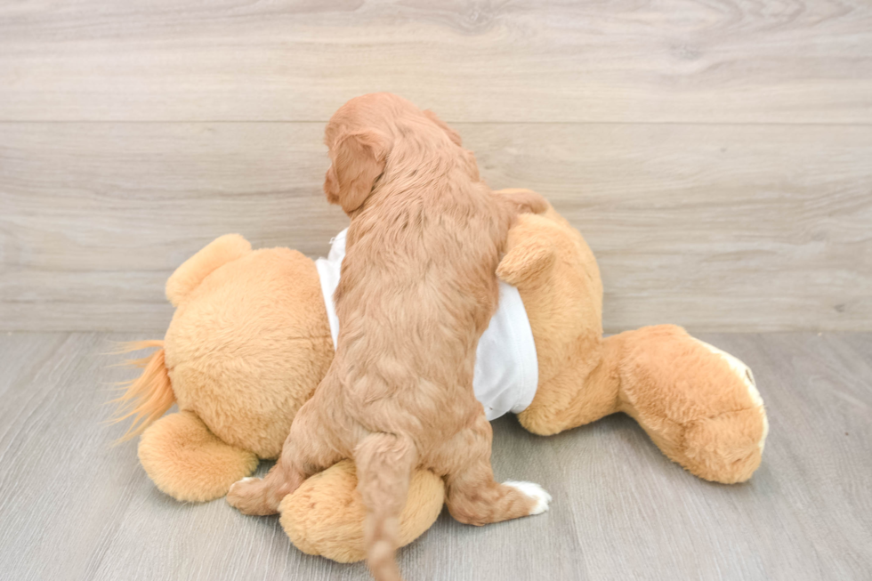 Best Cavapoo Baby