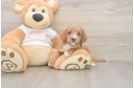 Smart Cavapoo Poodle Mix Pup