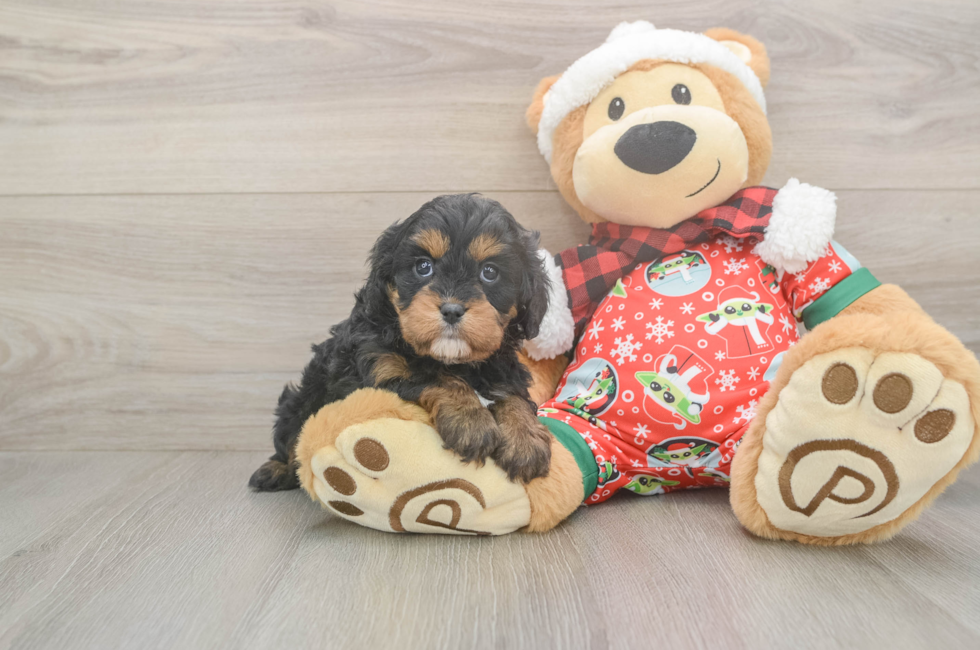 5 week old Cavapoo Puppy For Sale - Pilesgrove Pups