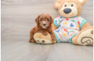 Best Cavapoo Baby