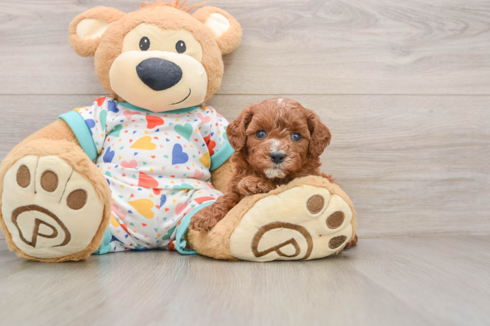 Smart Cavapoo Poodle Mix Pup