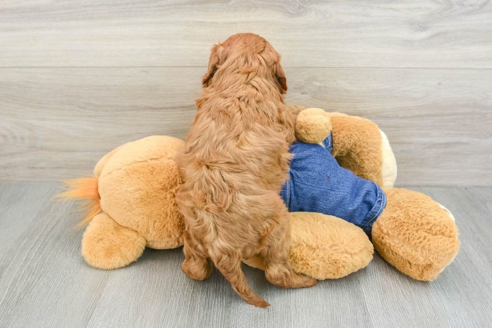 Cavapoo Pup Being Cute