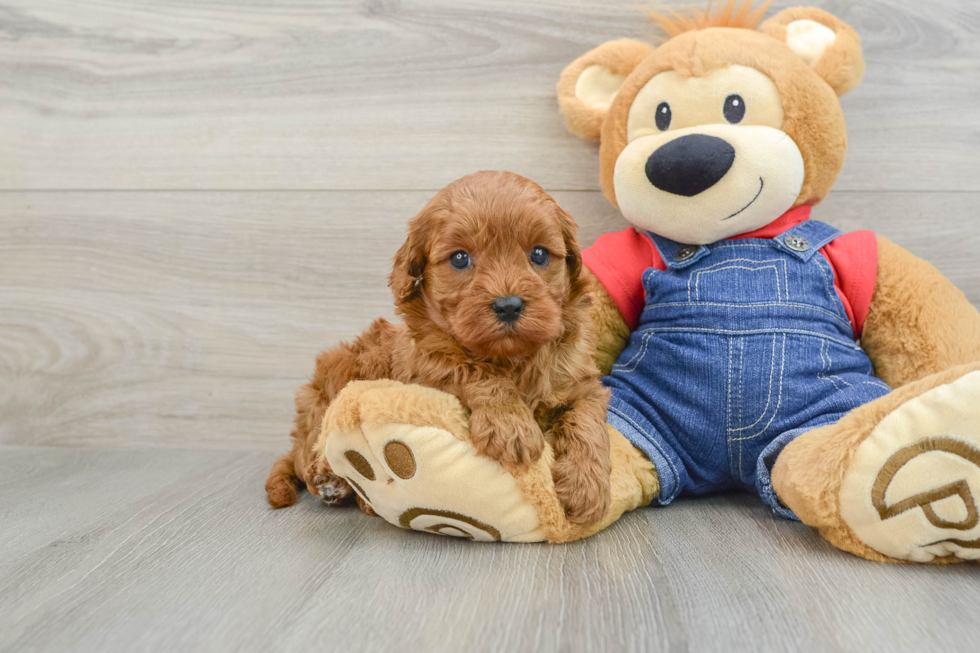 Small Cavapoo Baby