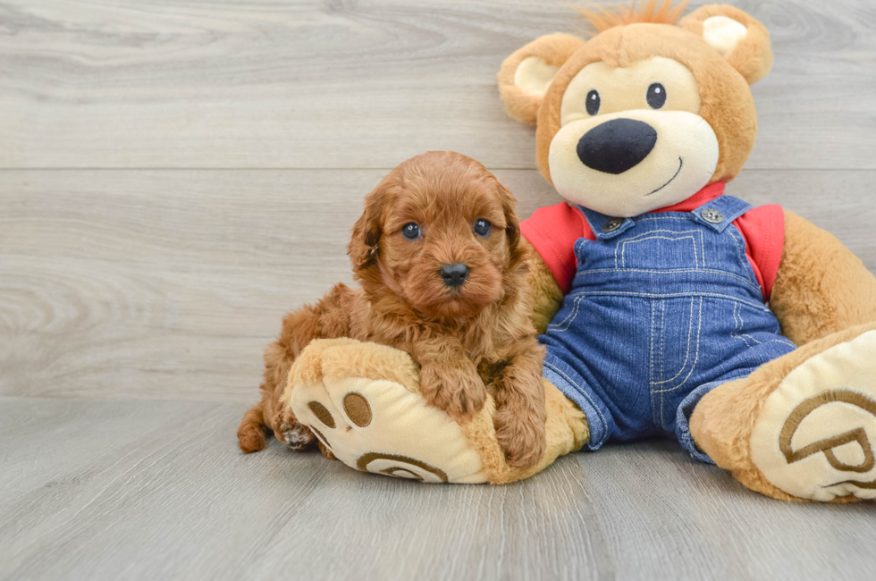 6 week old Cavapoo Puppy For Sale - Pilesgrove Pups