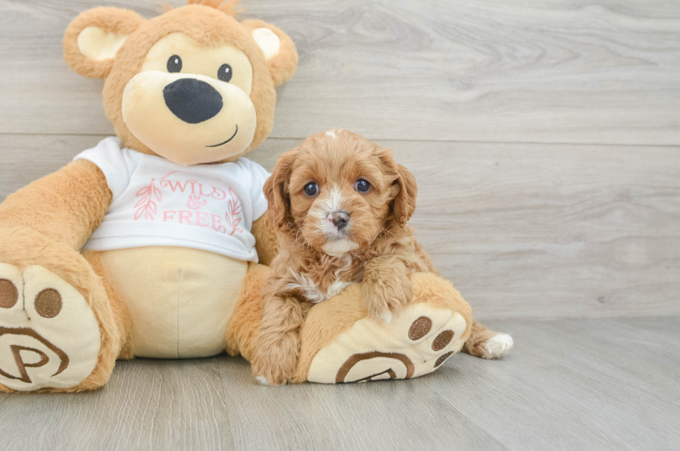 7 week old Cavapoo Puppy For Sale - Pilesgrove Pups