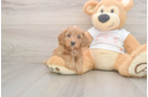 Fluffy Cavapoo Poodle Mix Pup