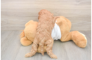 Cute Cavapoo Baby