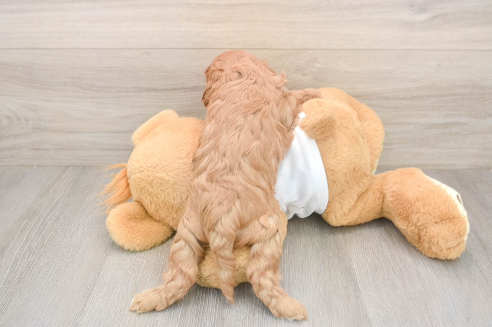 Cute Cavapoo Baby