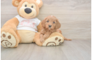 Happy Cavapoo Baby