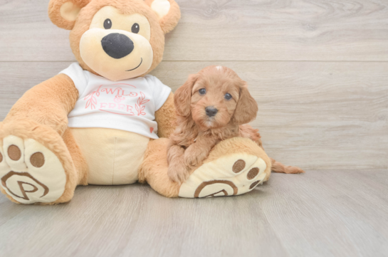 Happy Cavapoo Baby