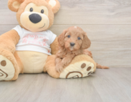 6 week old Cavapoo Puppy For Sale - Pilesgrove Pups 6 week old Cavapoo Puppy For Sale - Pilesgrove Pups