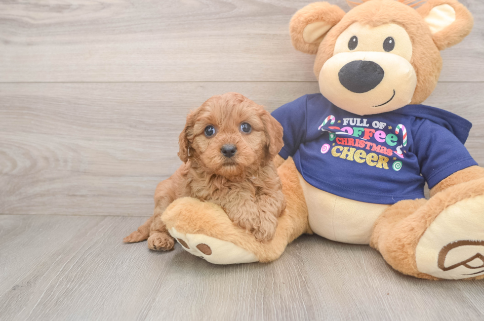 5 week old Cavapoo Puppy For Sale - Pilesgrove Pups