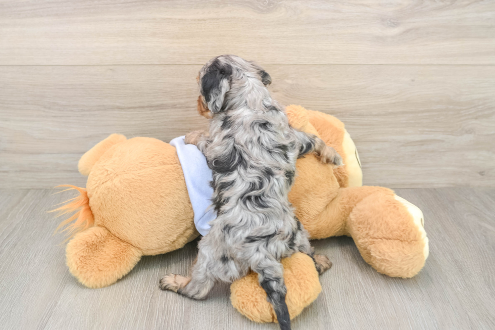 Cavapoo Puppy for Adoption