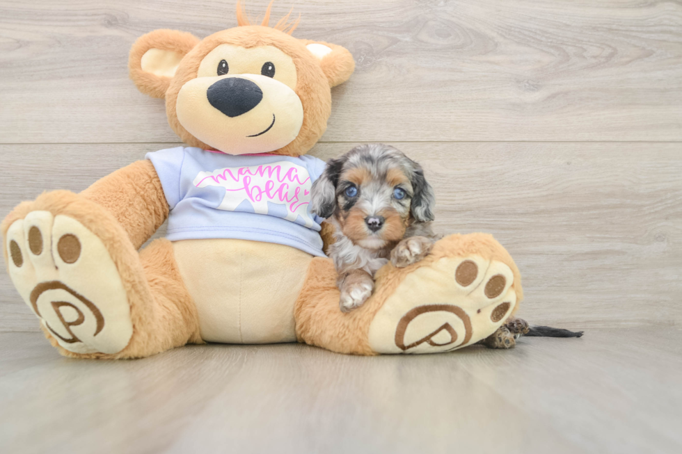 Cavapoo Puppy for Adoption