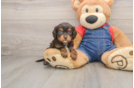Cavapoo Puppy for Adoption