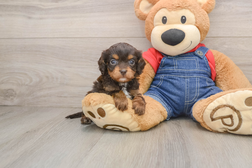 Cavapoo Puppy for Adoption