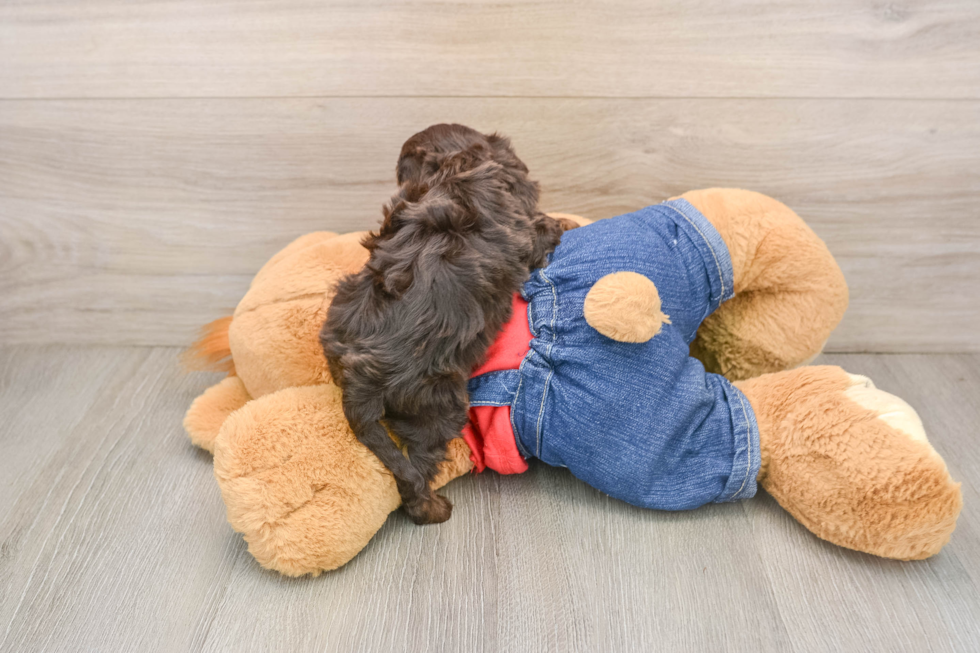 Adorable Cavalier King Charles Spaniel and Poodle Mix Poodle Mix Puppy