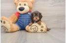 Best Cavapoo Baby