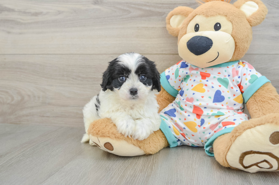 6 week old Cavapoo Puppy For Sale - Pilesgrove Pups