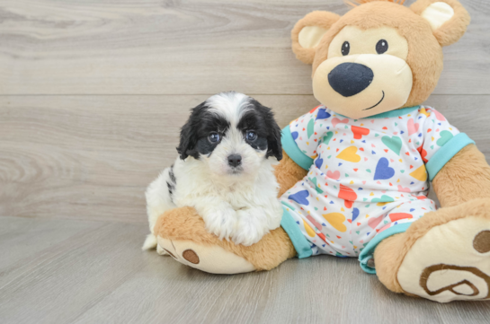 Best Cavapoo Baby