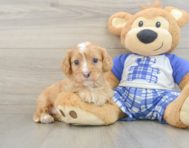 8 week old Cavapoo Puppy For Sale - Pilesgrove Pups