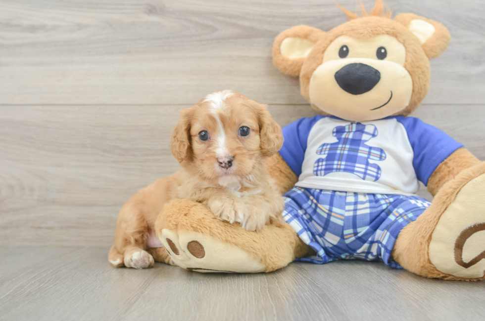 6 week old Cavapoo Puppy For Sale - Pilesgrove Pups