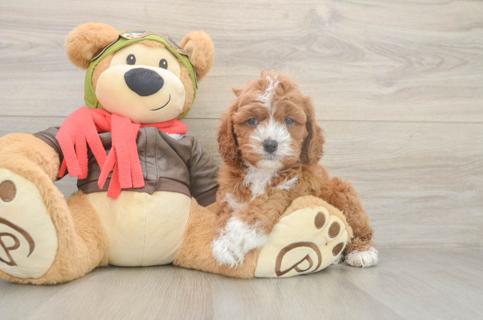 6 week old Cavapoo Puppy For Sale - Pilesgrove Pups