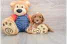 Cavapoo Puppy for Adoption