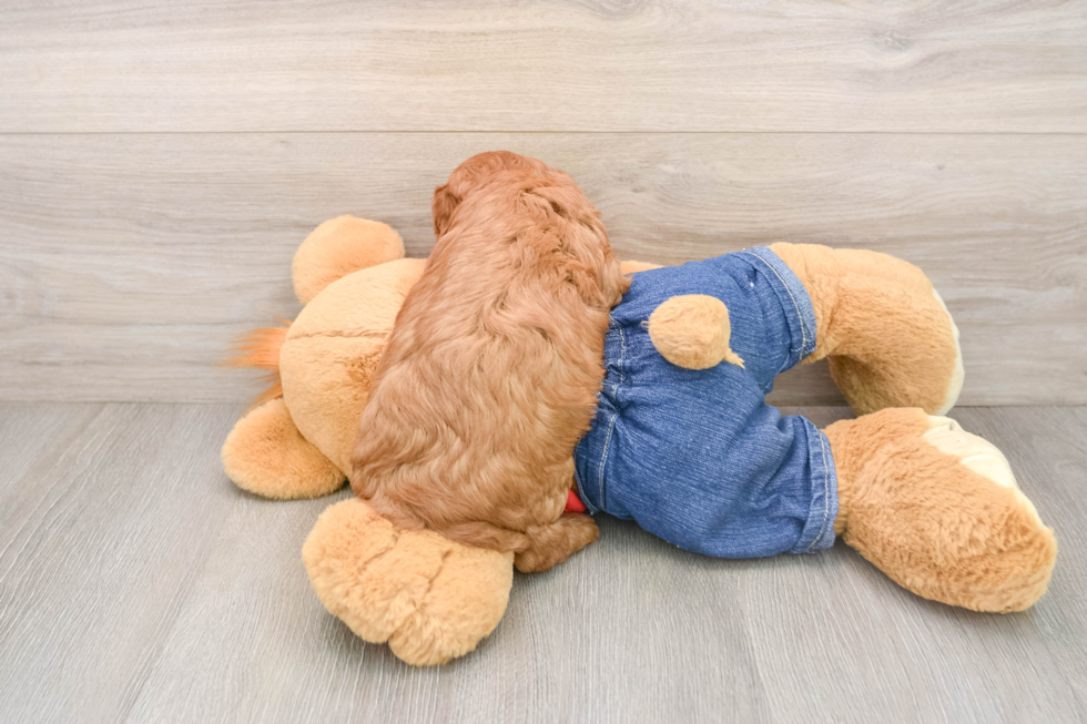 Small Cavapoo Baby