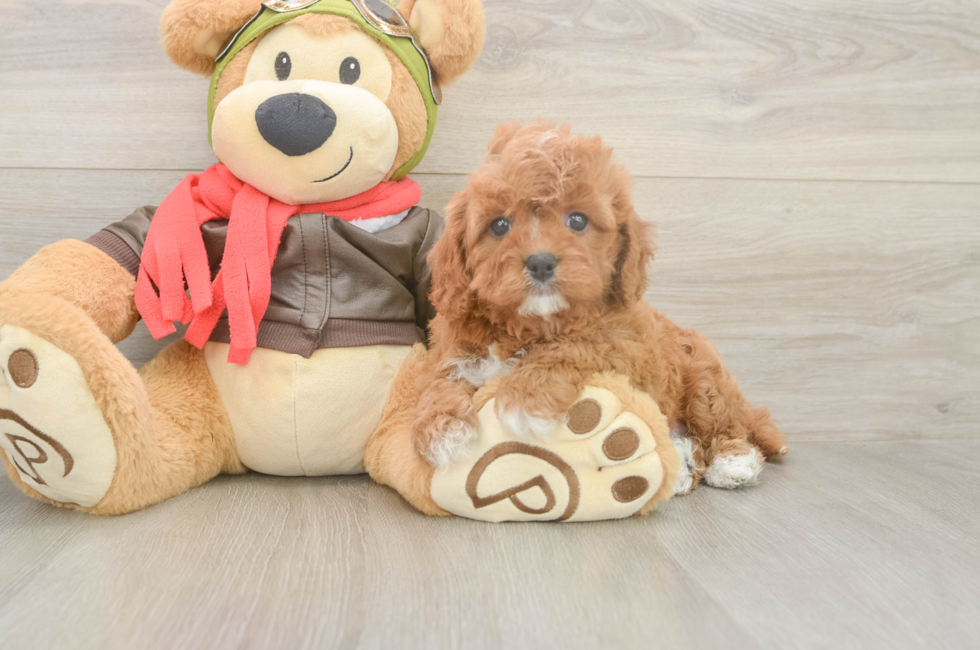 6 week old Cavapoo Puppy For Sale - Pilesgrove Pups