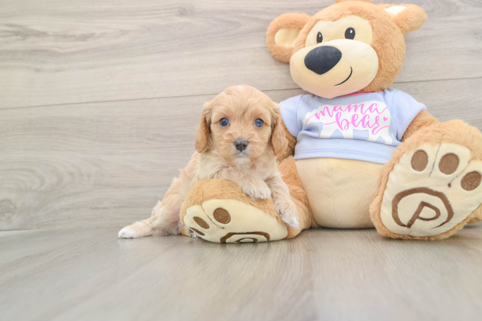 Best Cavapoo Baby