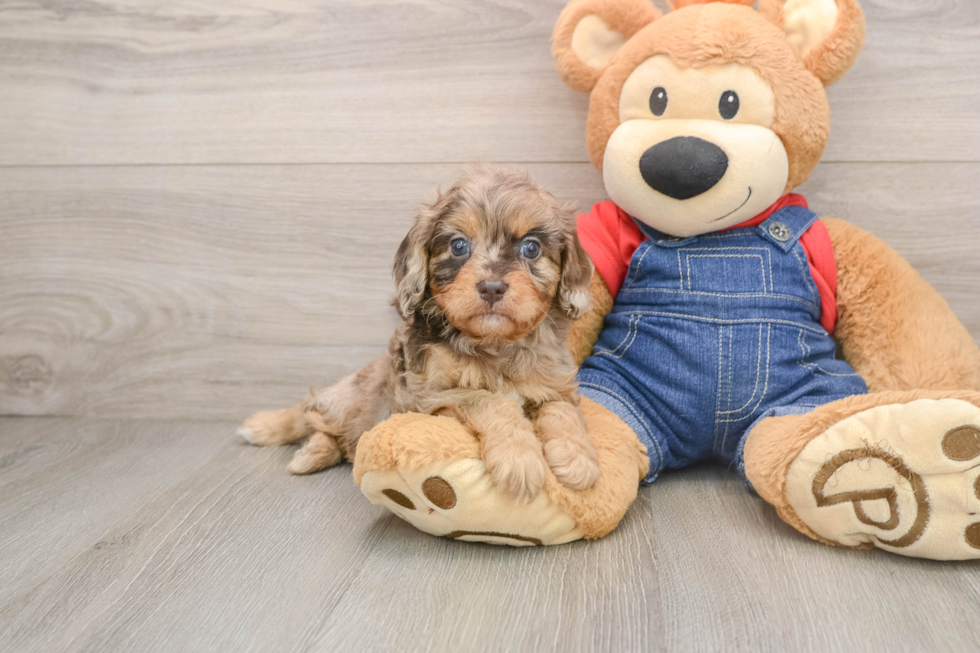 Energetic Cavoodle Poodle Mix Puppy