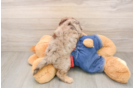 Friendly Cavapoo Baby