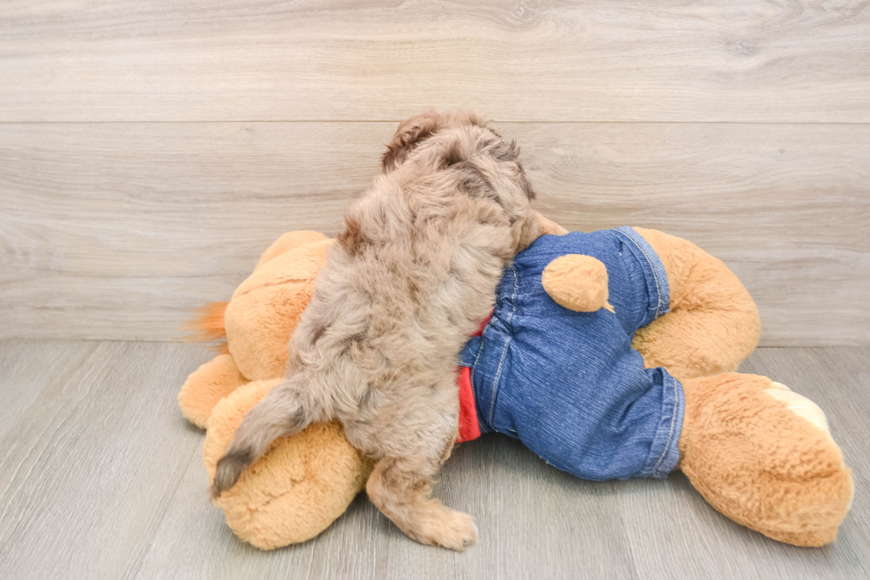 Friendly Cavapoo Baby