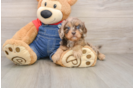 Best Cavapoo Baby