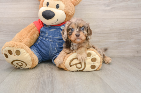 Best Cavapoo Baby
