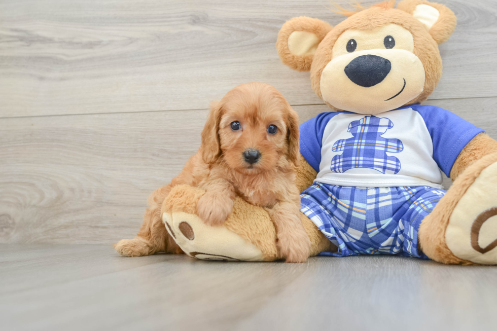 Cavapoo Pup Being Cute