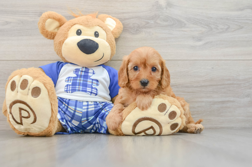 5 week old Cavapoo Puppy For Sale - Pilesgrove Pups