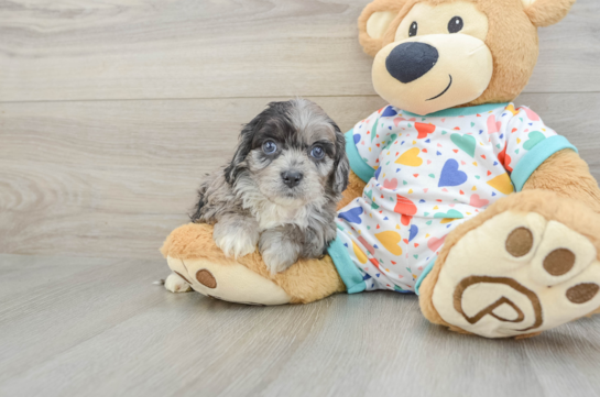 Cavapoo Puppy for Adoption