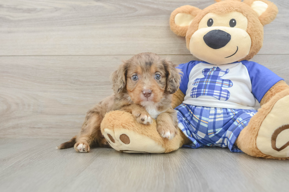 5 week old Cavapoo Puppy For Sale - Pilesgrove Pups