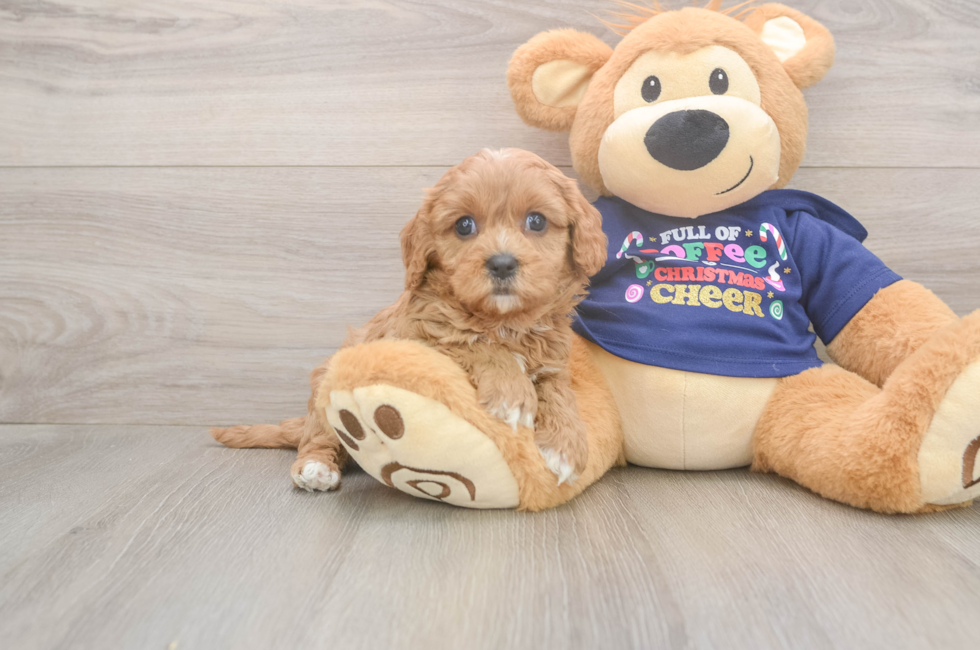 5 week old Cavapoo Puppy For Sale - Pilesgrove Pups